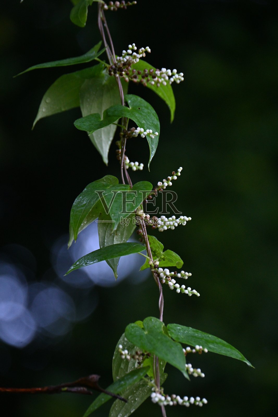 日本山药(薯蓣)花。薯蓣科多年生雌雄异株藤本植物。照片摄影图片