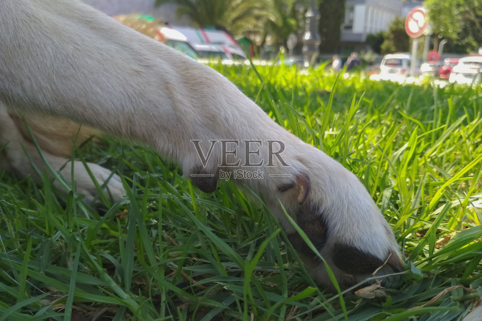 在城市公园的草地背景下，一只狗的毛茸茸的爪子在树荫下休息。关爱宠物健康的理念，为宠物提供割、药、修等兽医服务照片摄影图片