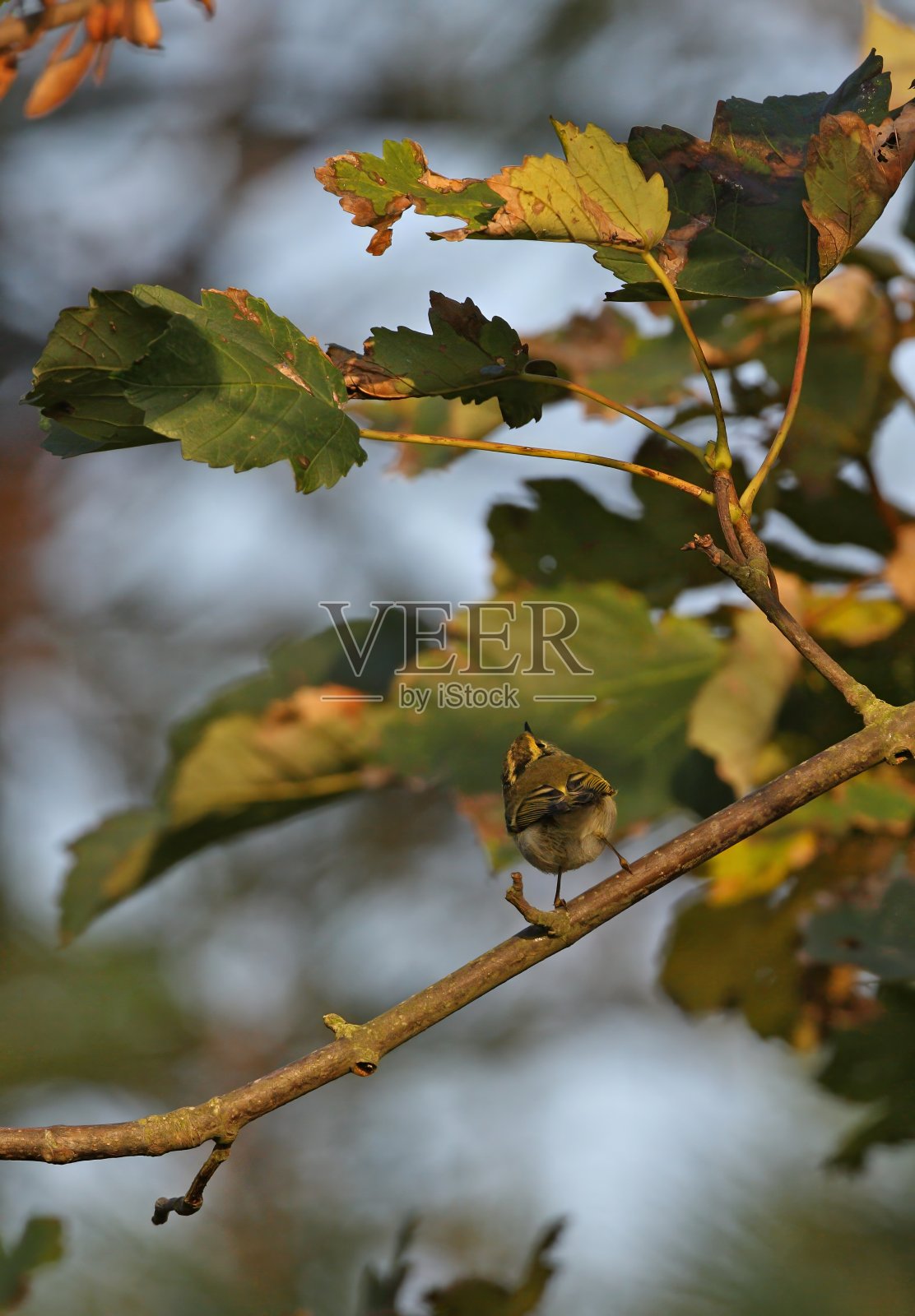 黄腰柳莺照片摄影图片