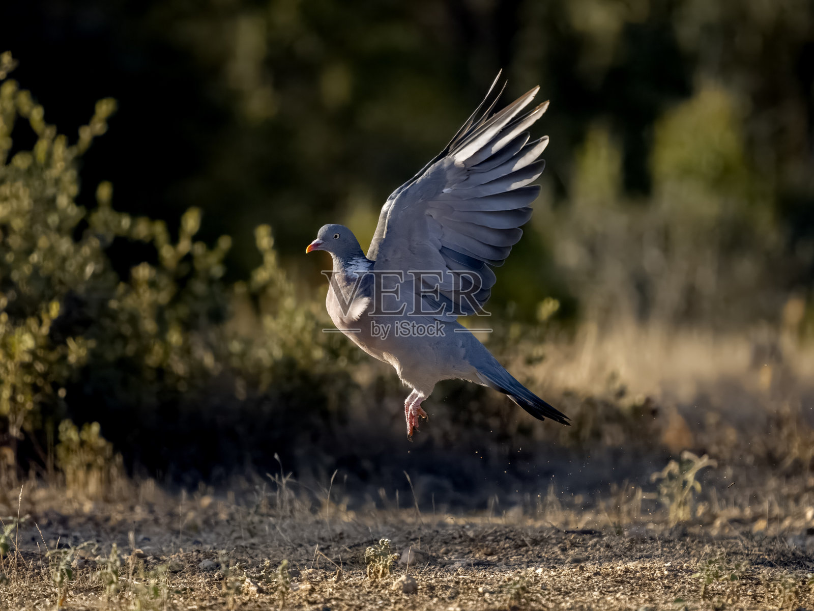 木鸽，木鸽照片摄影图片