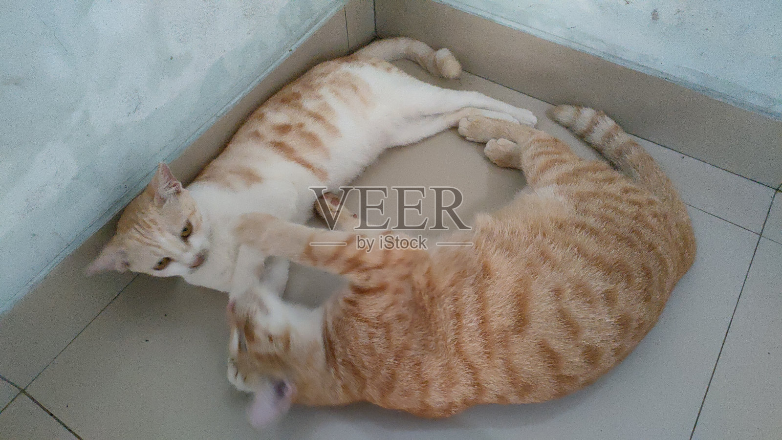 两只猫在打架照片摄影图片