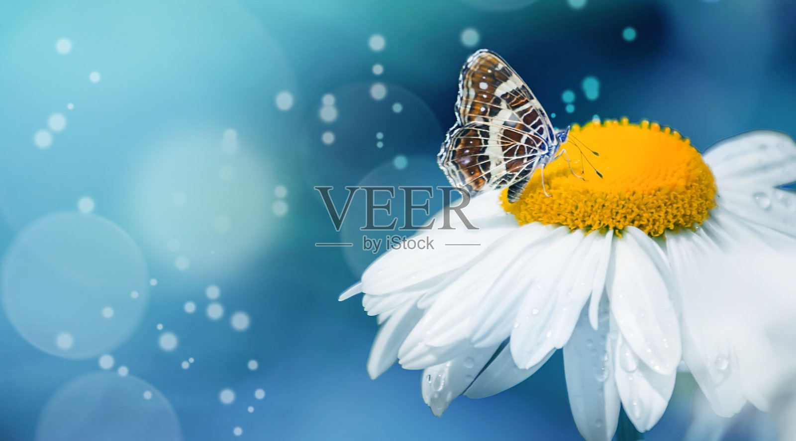蓝色背景的雏菊上的蝴蝶照片摄影图片