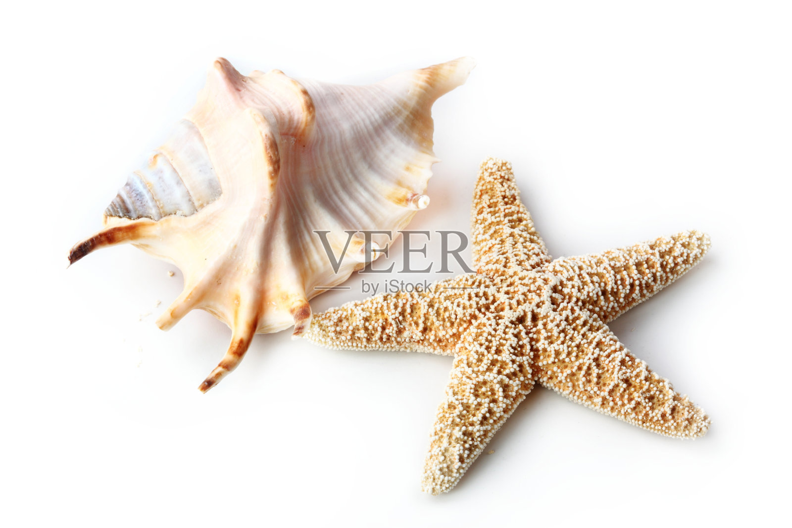 海星和贝壳照片摄影图片