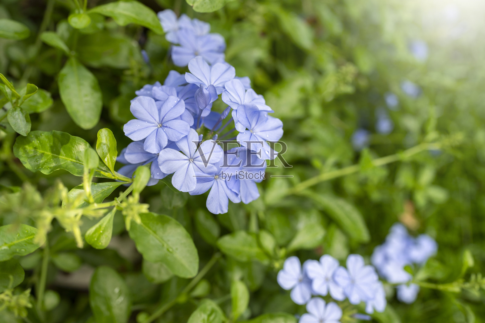 花盆里开着蓝色的花。照片摄影图片