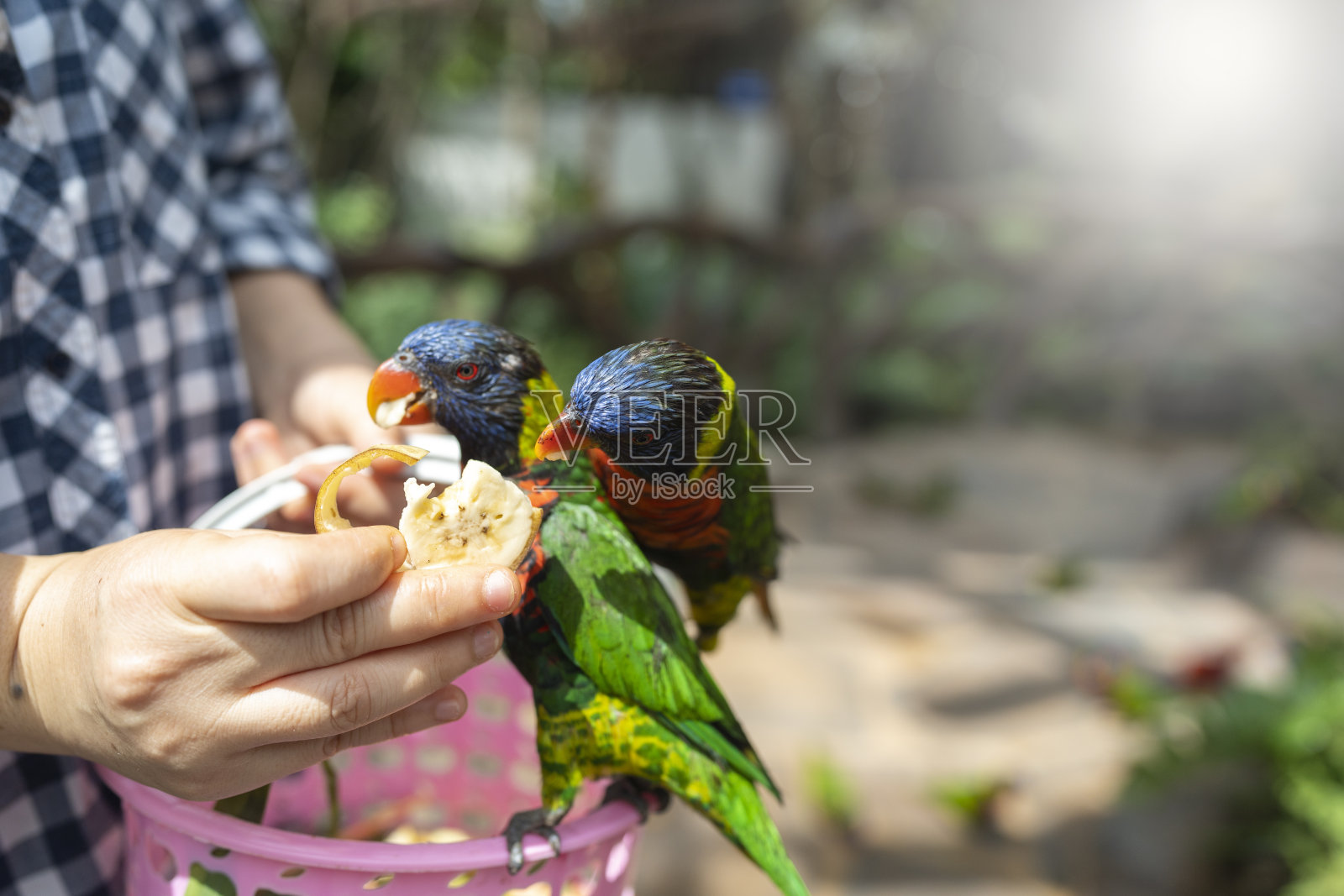 成群的长尾小鹦鹉在吃游客手中的水果。照片摄影图片