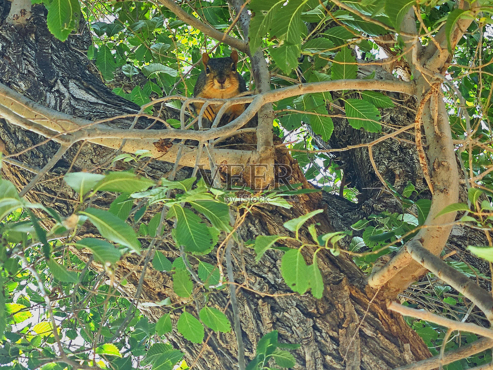 松鼠的家照片摄影图片