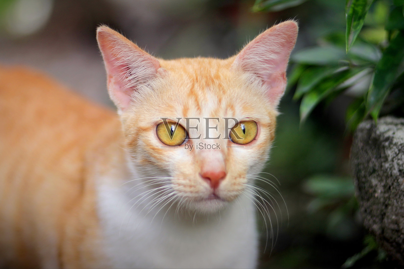 印度尼西亚当地一只猫的脸照片摄影图片