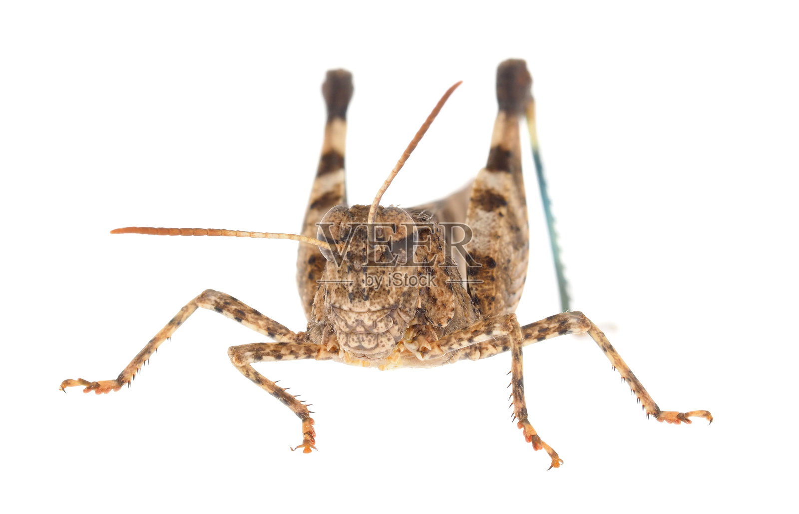 分离在白色背景上的蓝翅蚱蜢，绿足蝗照片摄影图片