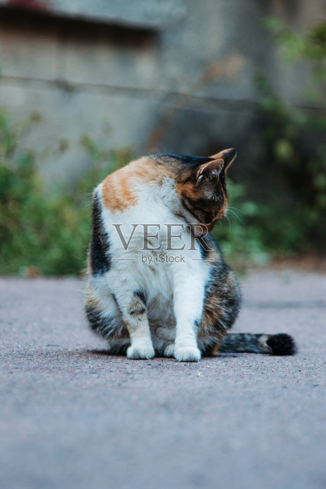 街猫照片摄影图片