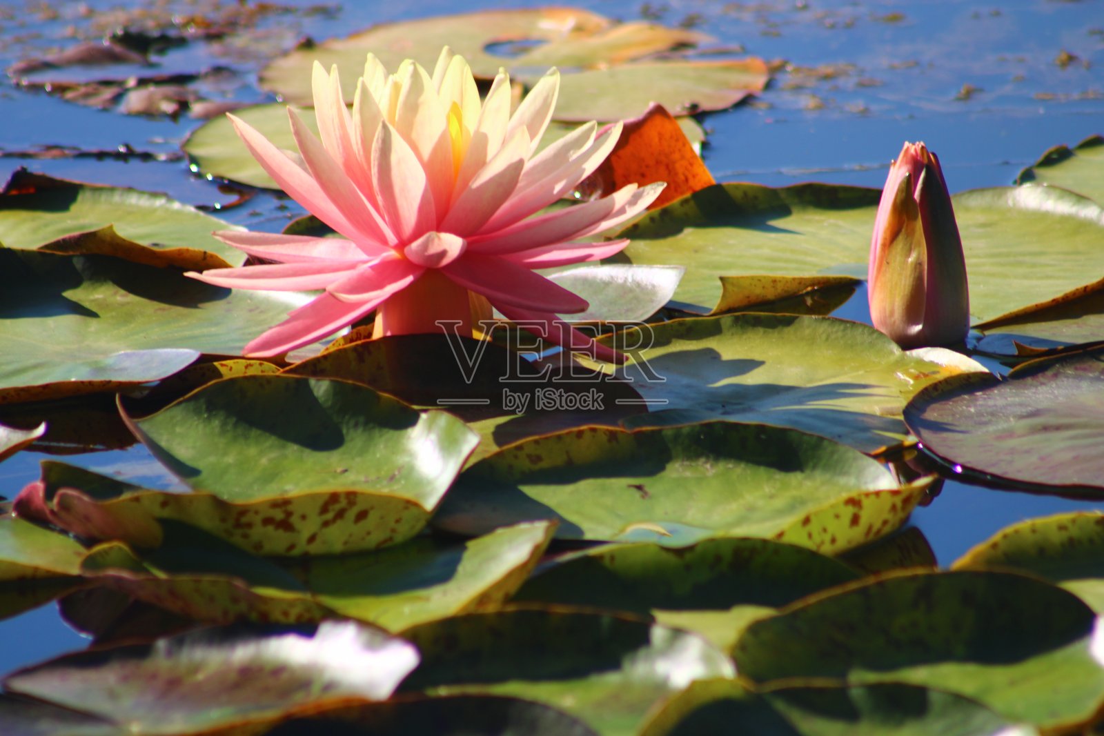 湖面上五颜六色的荷花。莲蓬是一种水生植物属，花大而艳丽。照片摄影图片