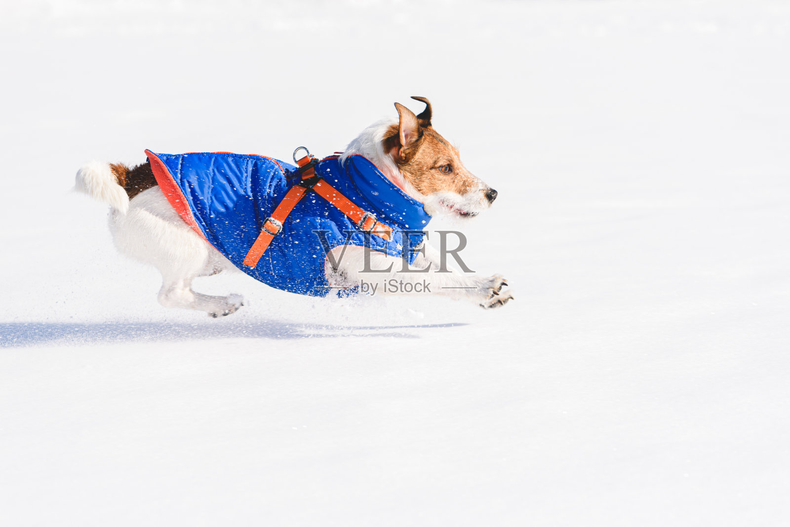 狗在雪地上奔跑和跳跃的侧面视图照片摄影图片