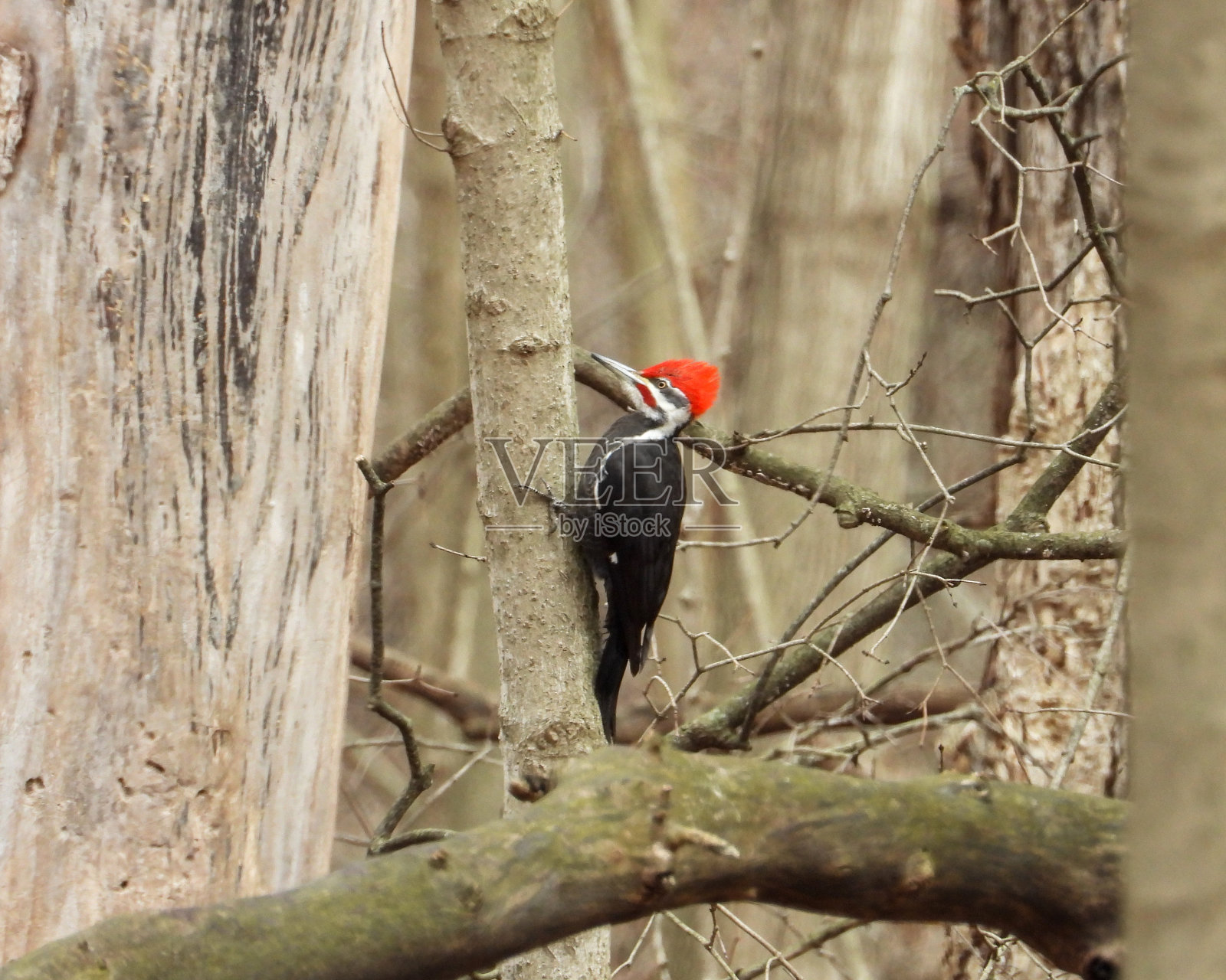 北美洲的啄木鸟照片摄影图片