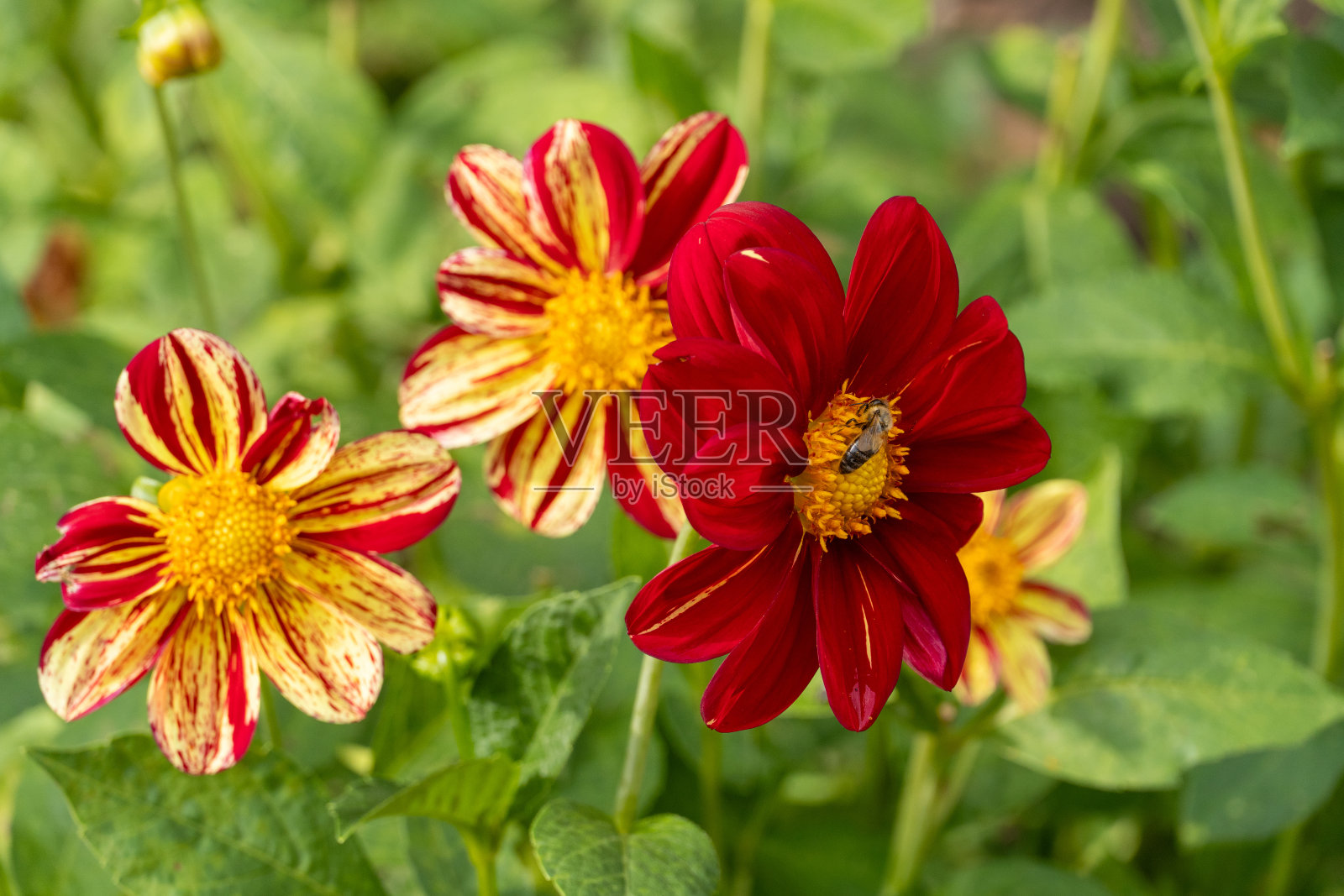 大丽花照片摄影图片