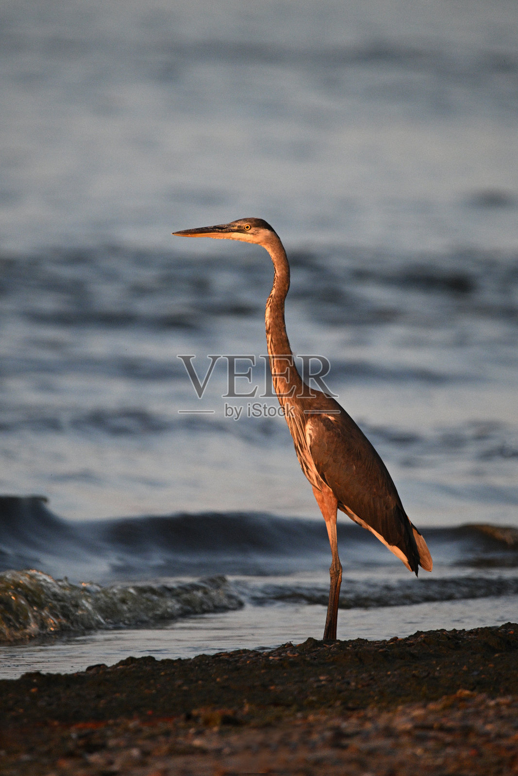 大蓝鹭在黎明的海滩上照片摄影图片