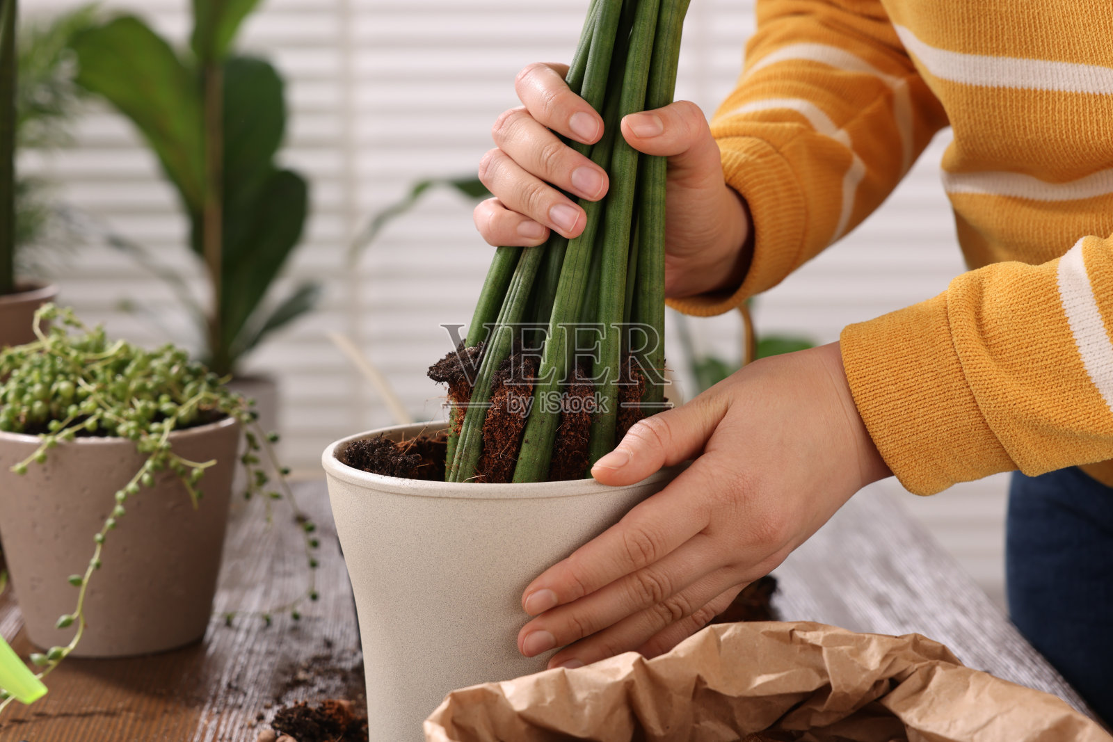 妇女在室内木桌前将室内植物移栽到新花盆中，特写照片摄影图片