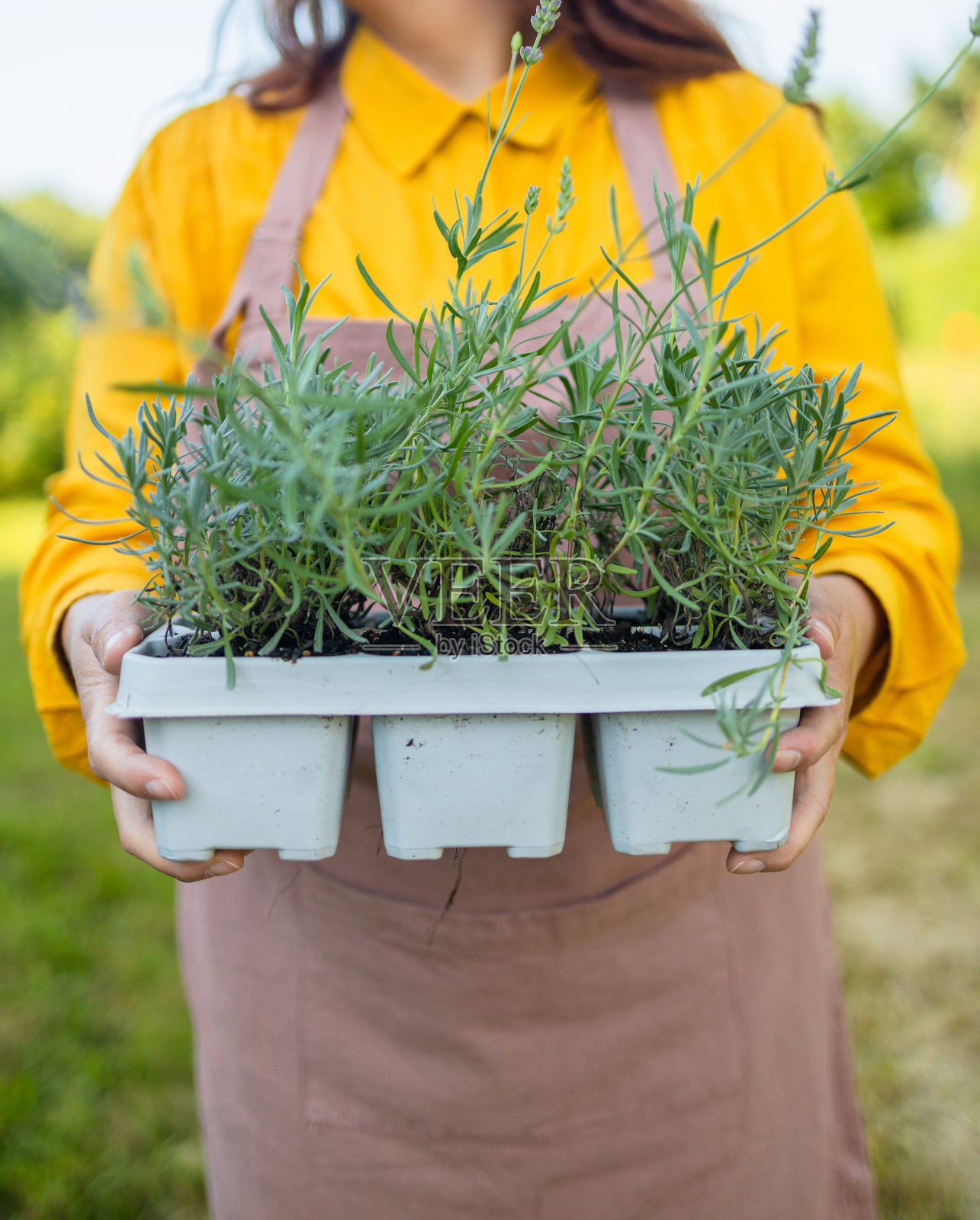 快乐的女农民在农田里拿着装有新鲜薰衣草草药的塑料盒。照片摄影图片