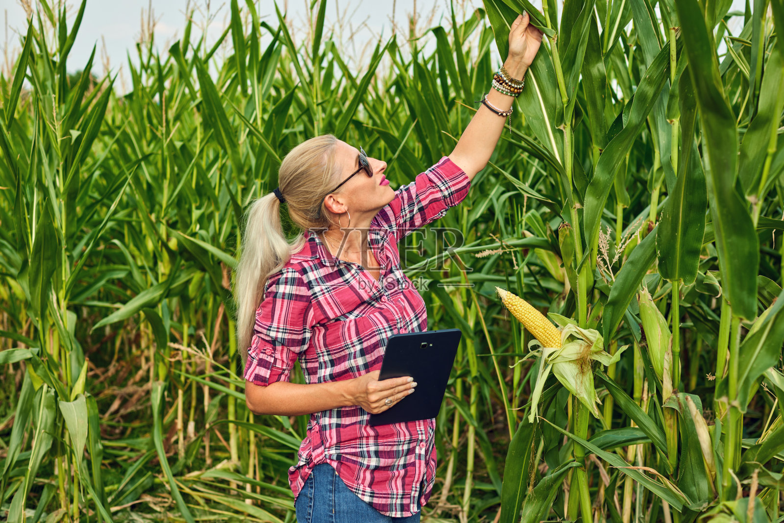 漂亮的农家女孩站在玉米地里。漂亮女人在农业中使用平板电脑的肖像照片摄影图片