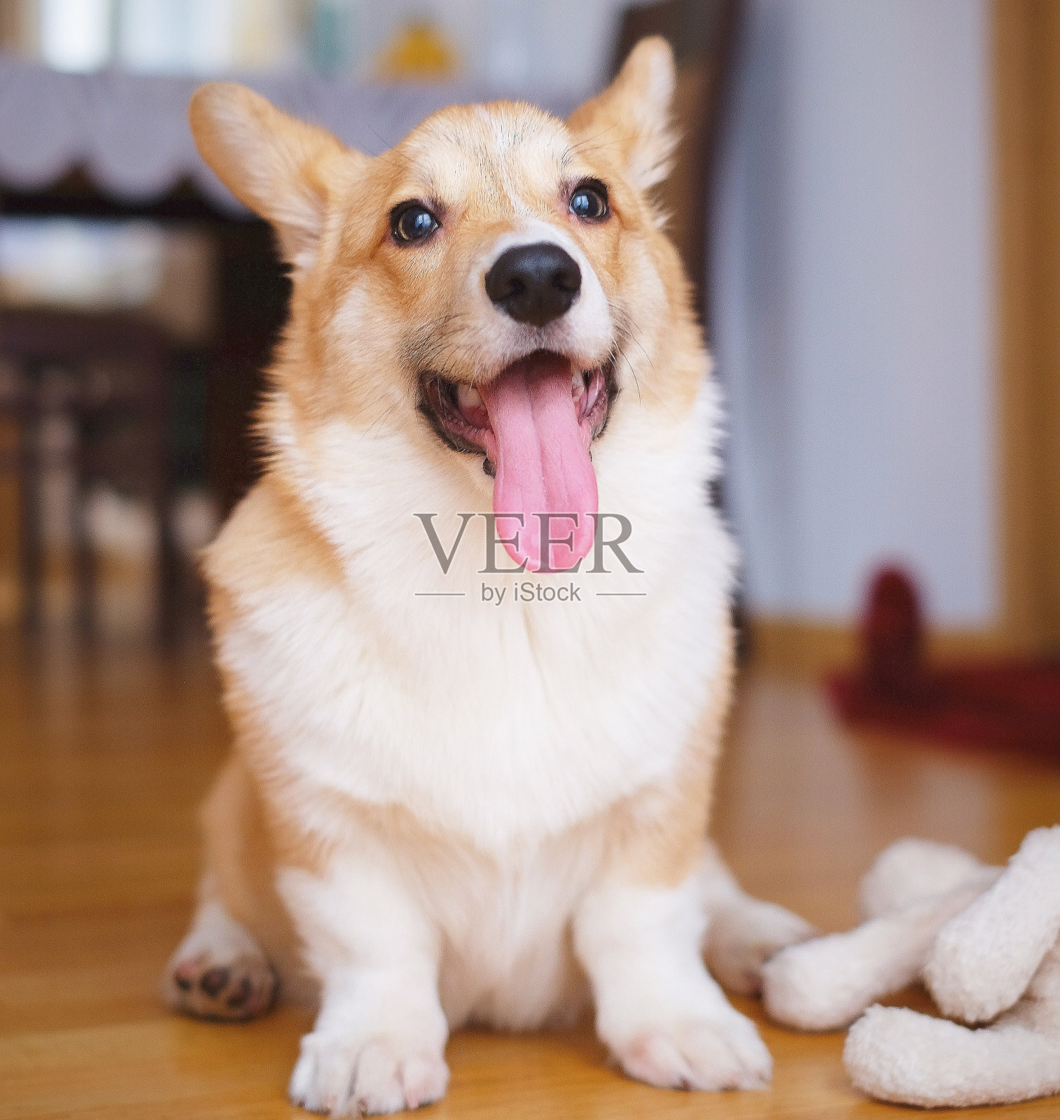 小狗小狗照片摄影图片