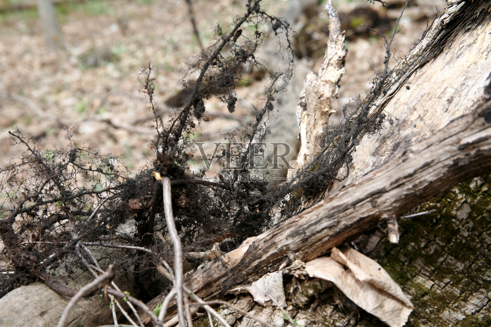 树根特写照片摄影图片