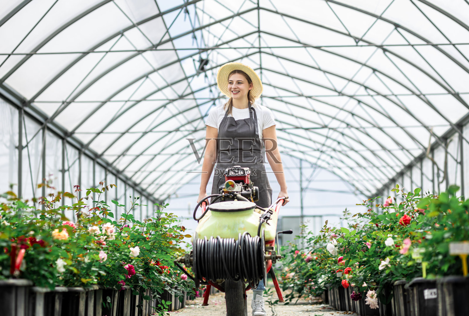 系着围裙的女园丁正在温室里给玫瑰浇水。照片摄影图片