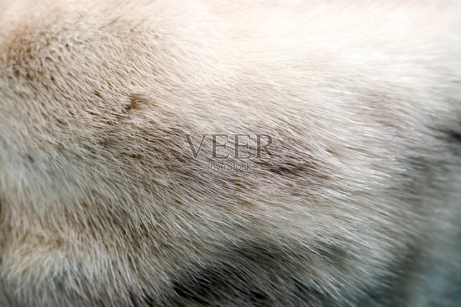 天然动物水貂皮毛的质地为白色、灰色和浅棕色的混合物。照片摄影图片