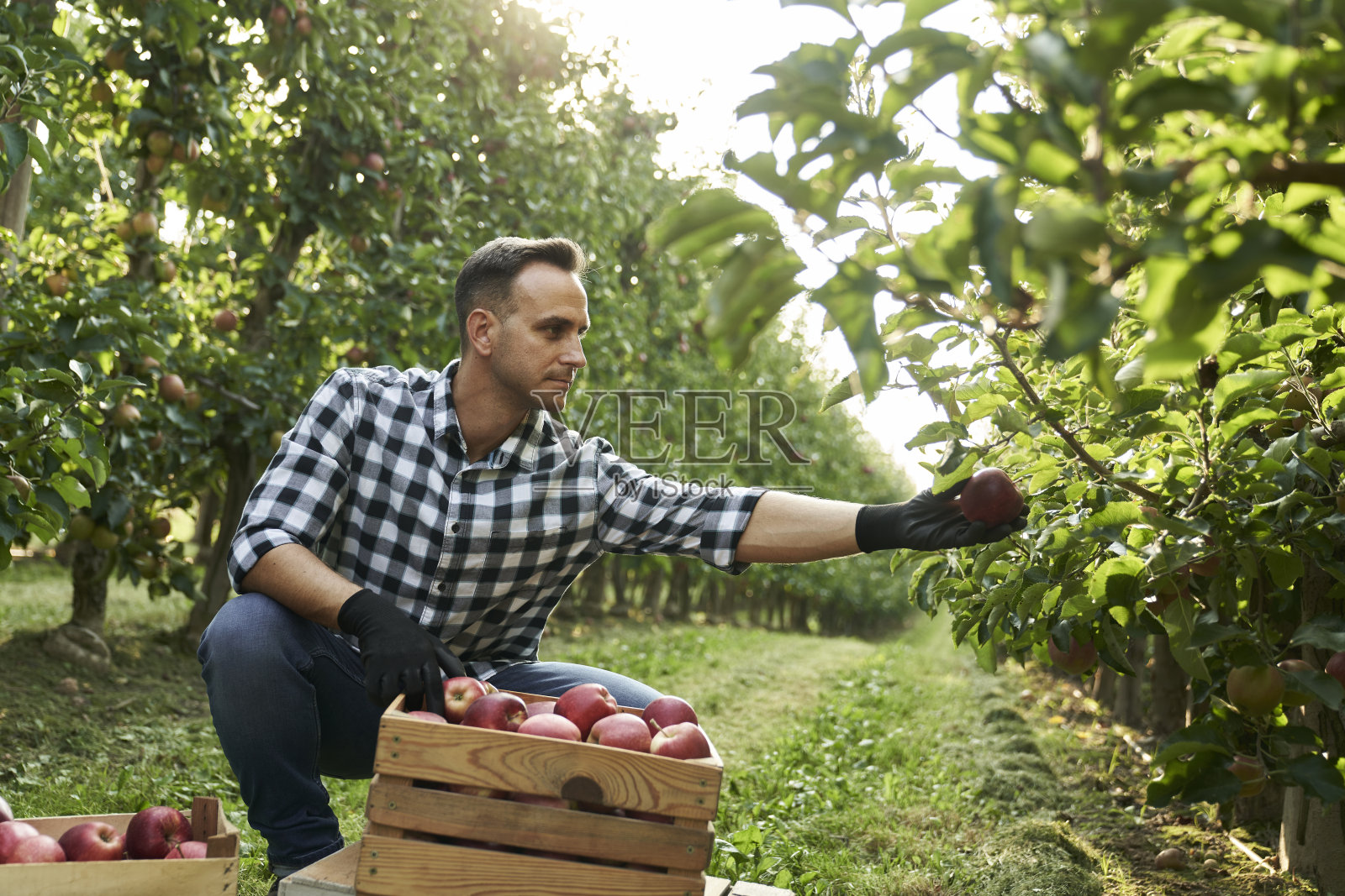 年轻的果园农夫正在树上摘苹果照片摄影图片