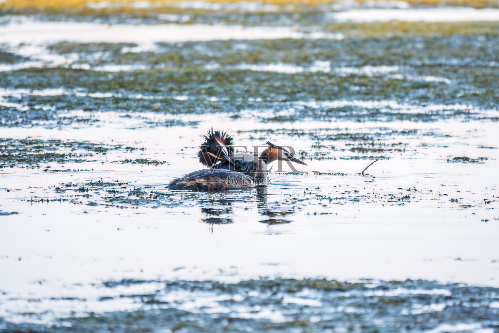 两只水鸟，大冠Grebes在湖里游泳照片摄影图片