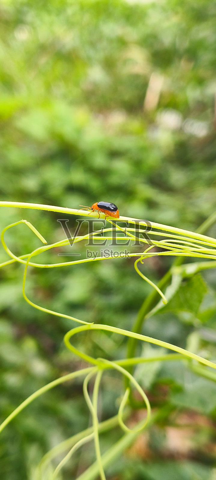 瓢虫照片摄影图片