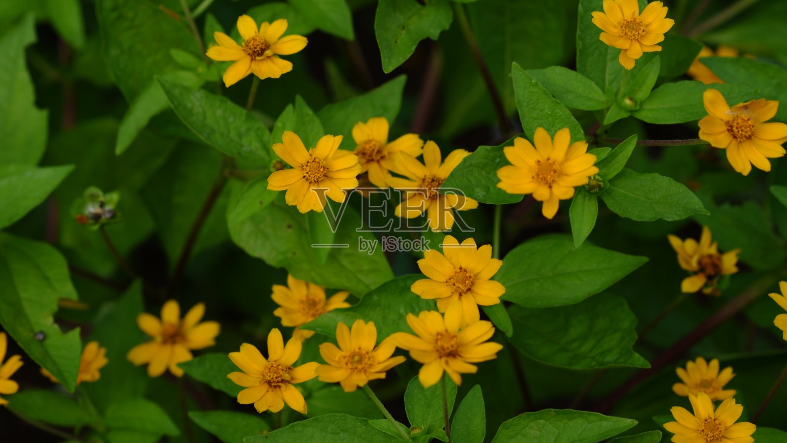 黄油雏菊花，也被称为三聚氰菊。照片摄影图片