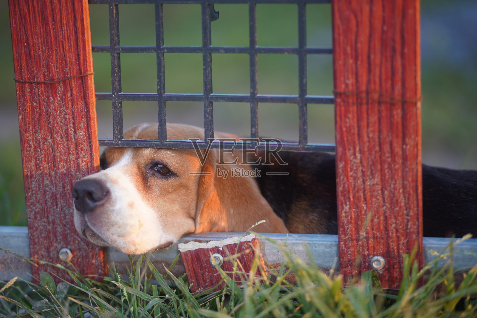 一只可爱的小猎犬把它的嘴贴在栅栏门的缝隙上睡觉。照片摄影图片