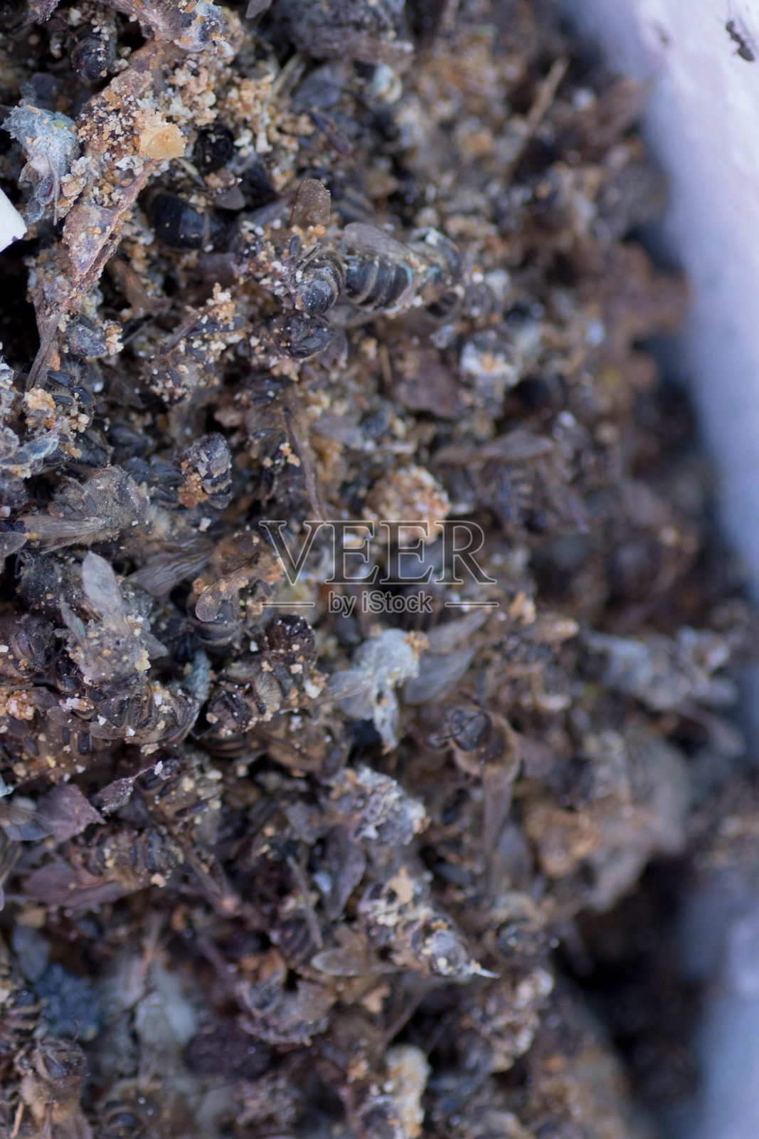 冬天过后，盖上的死蜂巢。死昆虫。照片摄影图片