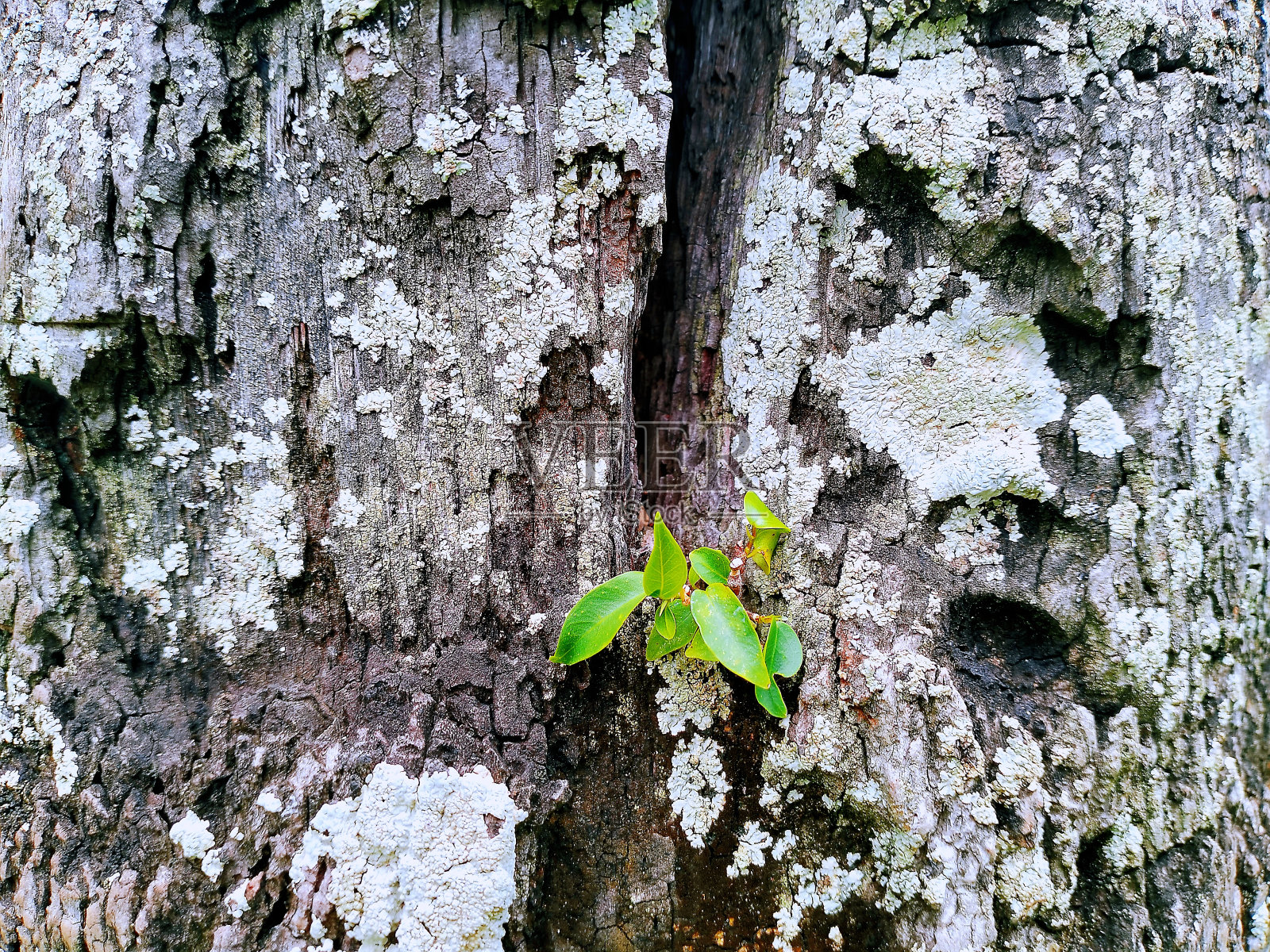 树皮特性照片摄影图片