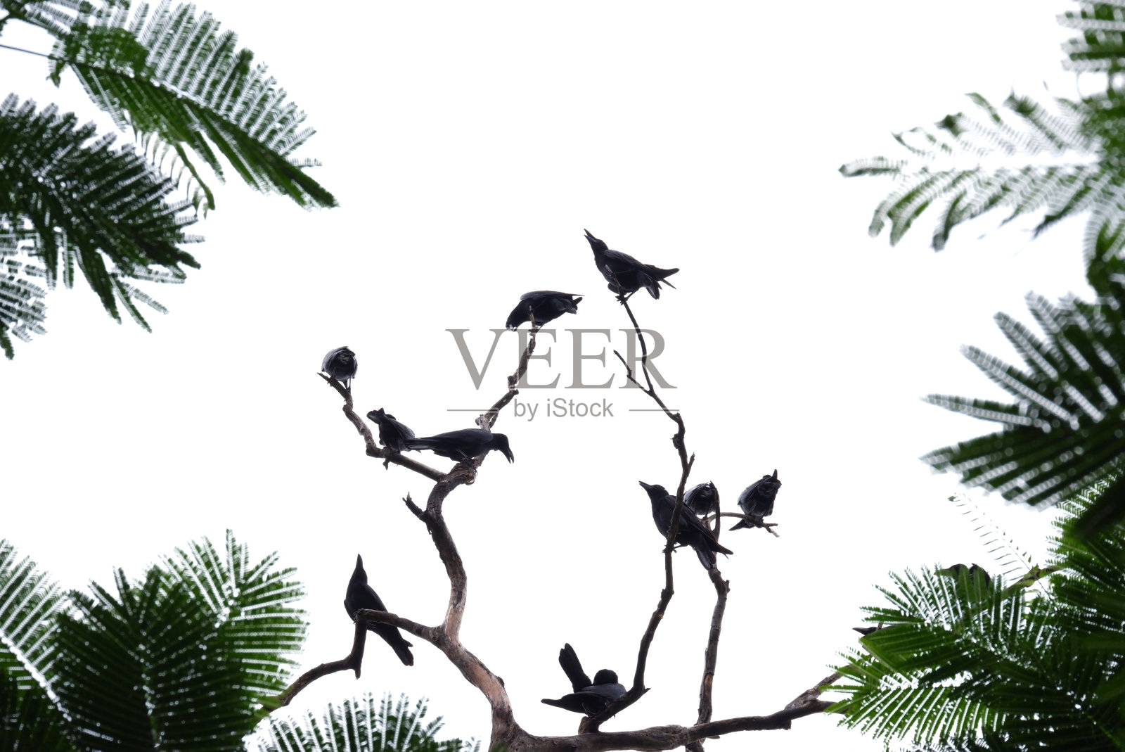 在选择性焦点一群黑乌鸦坐在枯死的树干与绿叶，白色孤立的背景照片摄影图片