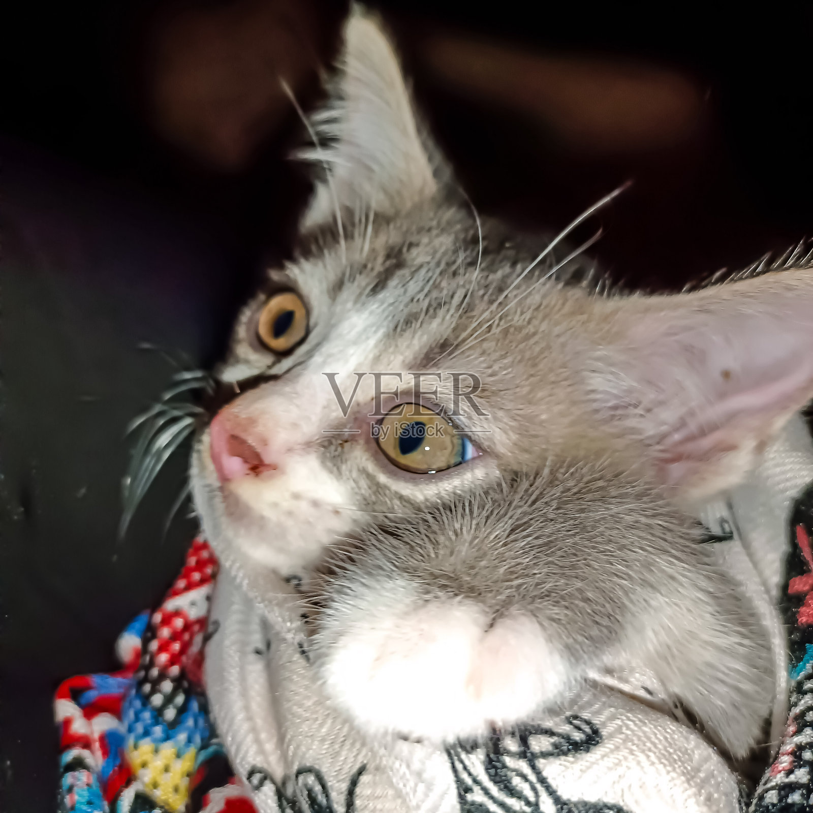 灰色的猫，金黄色的眼睛照片摄影图片