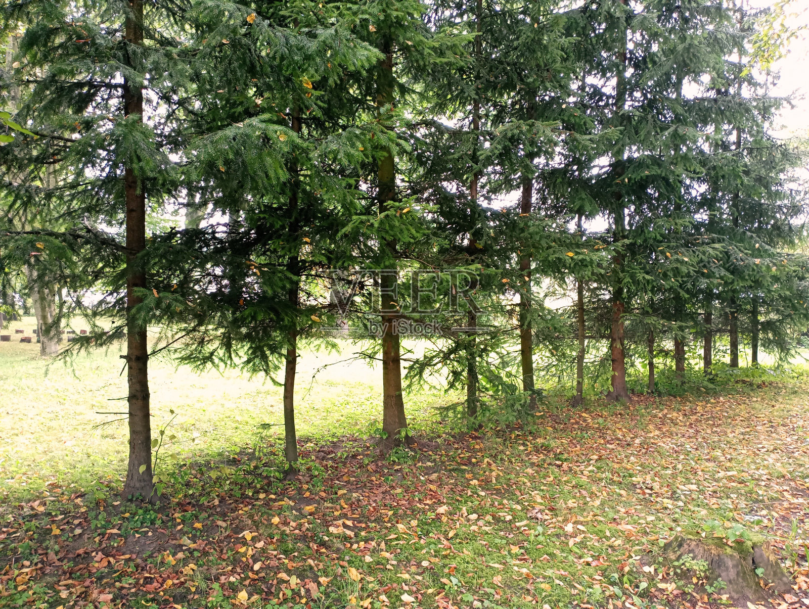 圣诞树整齐排列，宛如公园栅栏照片摄影图片