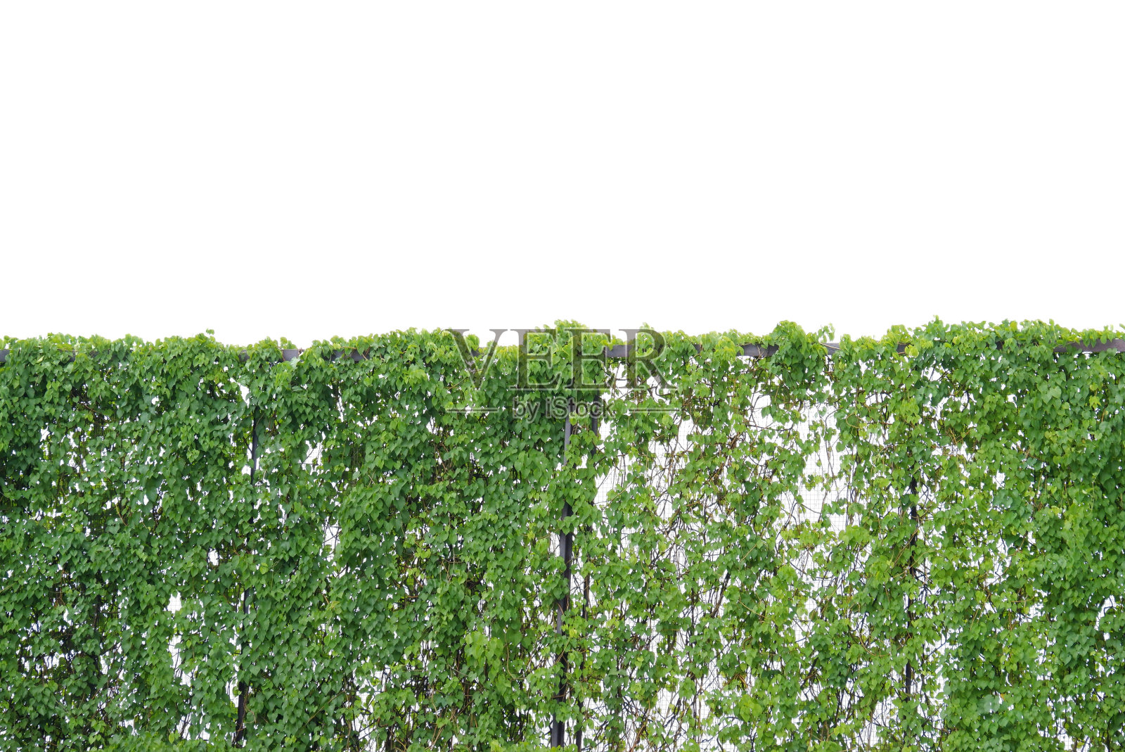 一株常春藤爬升在金属栅栏上，白色孤立的背景为绿色树叶的背景照片摄影图片