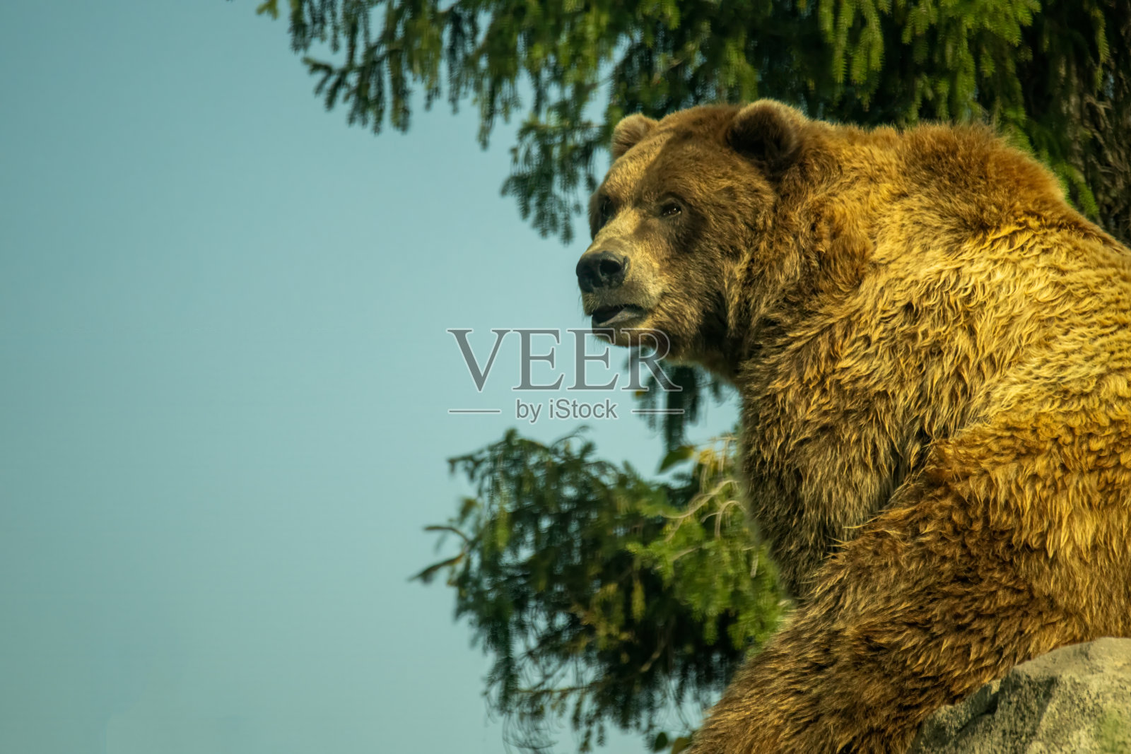 灰熊照片摄影图片