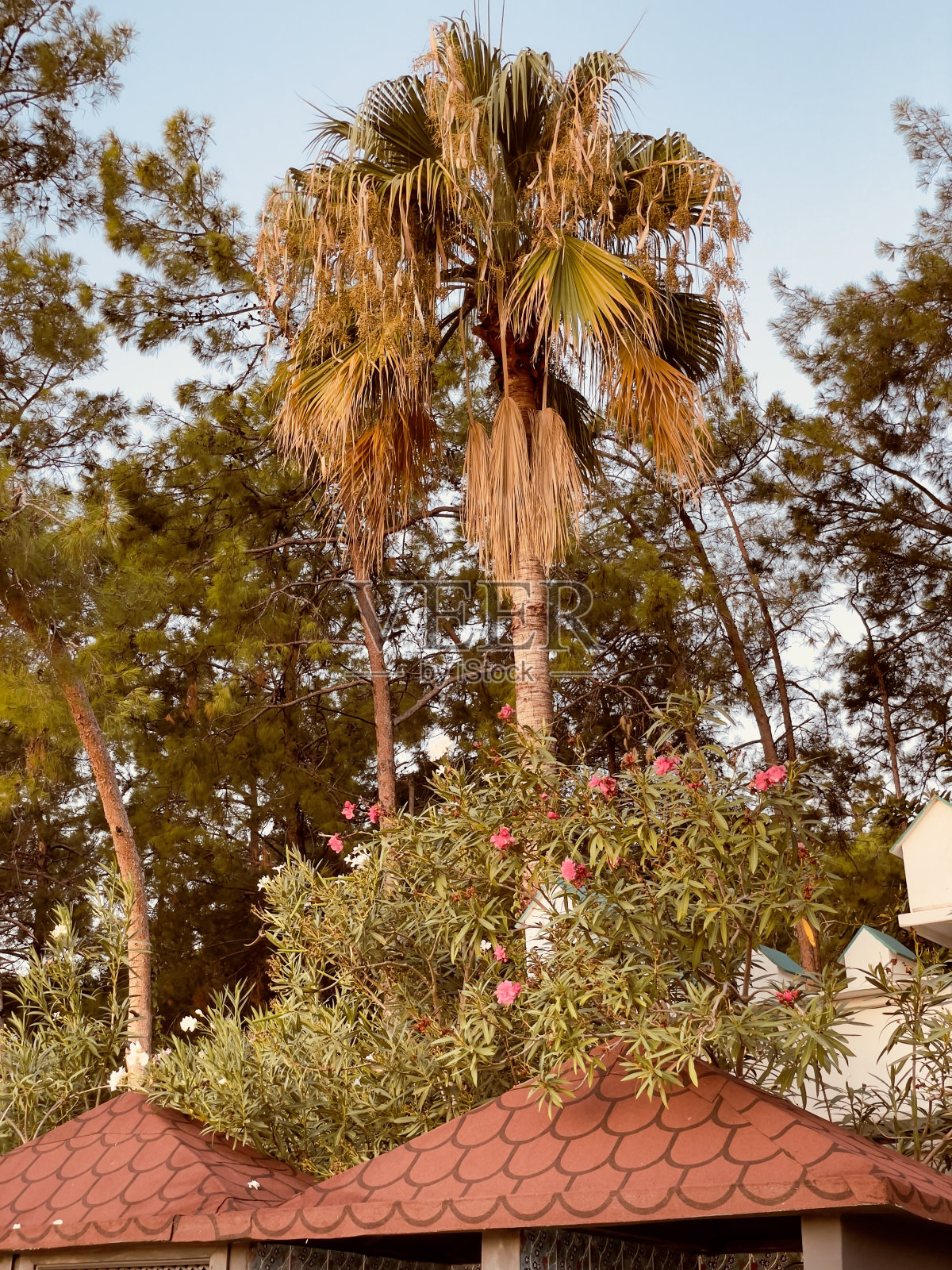 棕榈树照片摄影图片