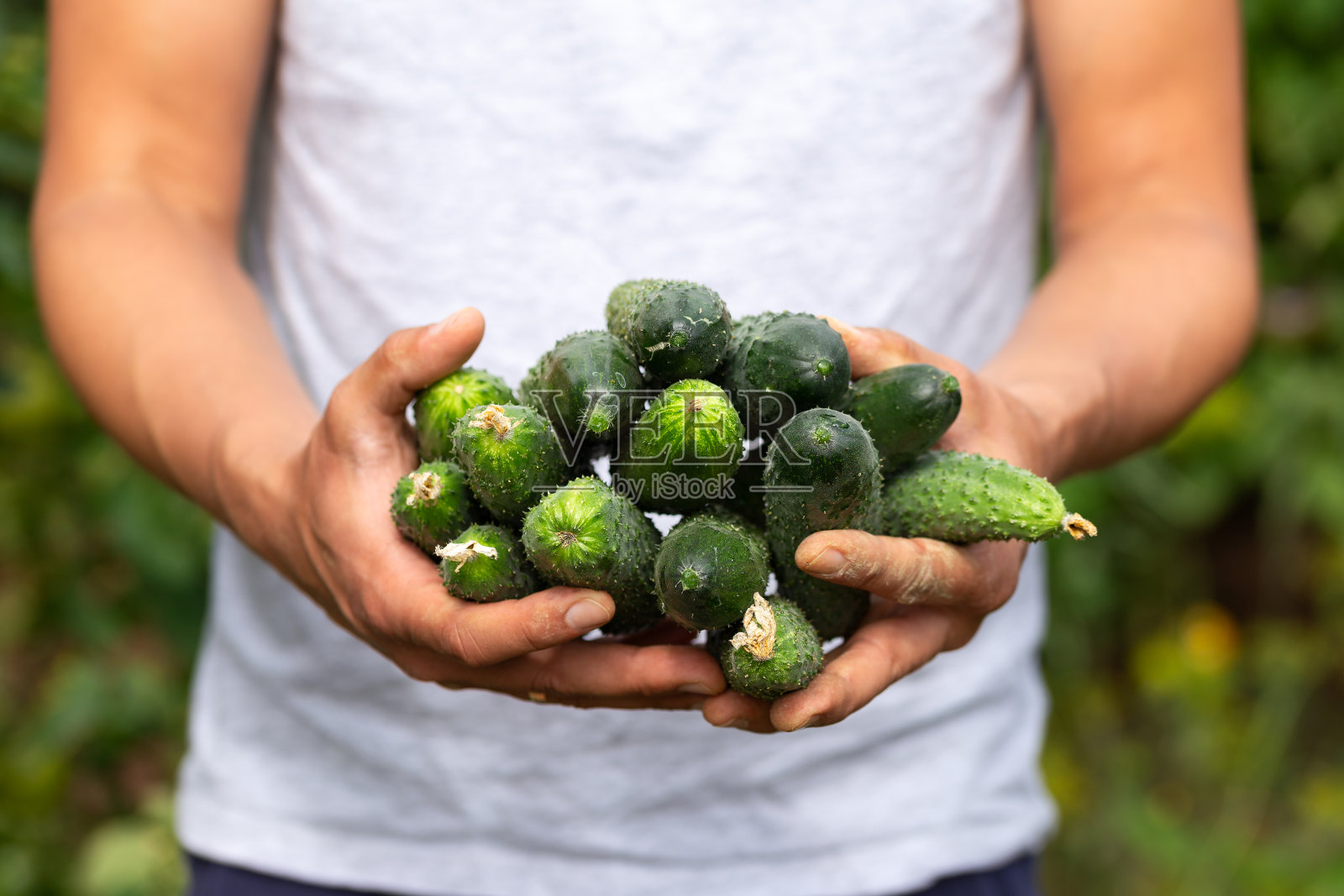 黄瓜德国F1单性杂交种，在农民手中提供非常早和高产量照片摄影图片