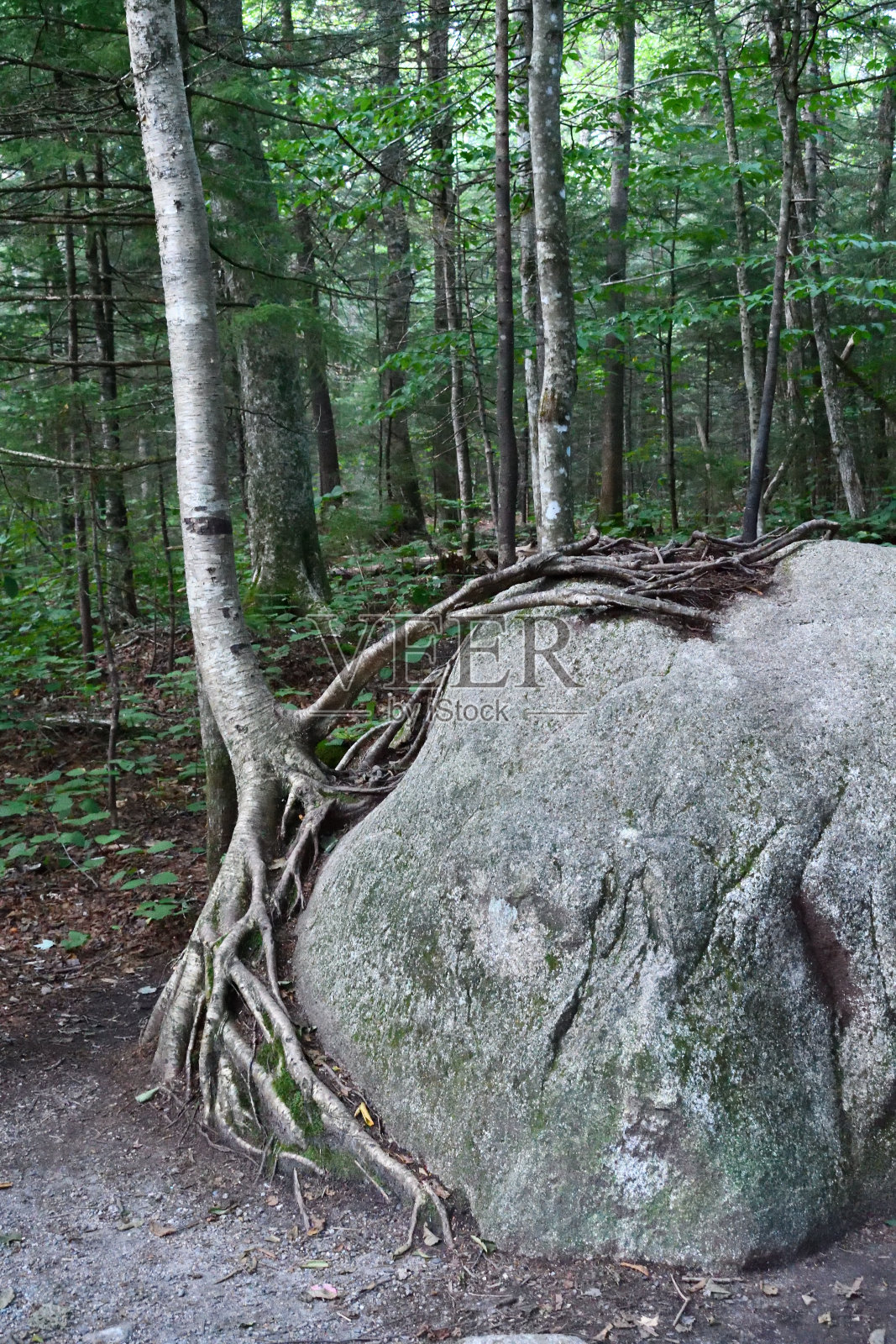树与石照片摄影图片