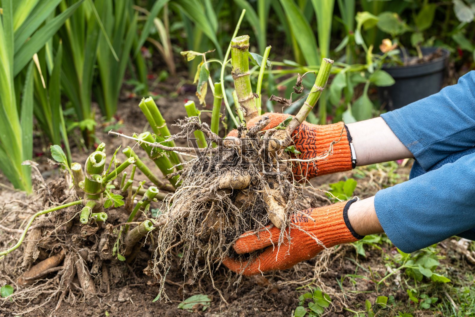 手里捧着大丽花块茎，刚从地里挖出来准备过冬。照片摄影图片
