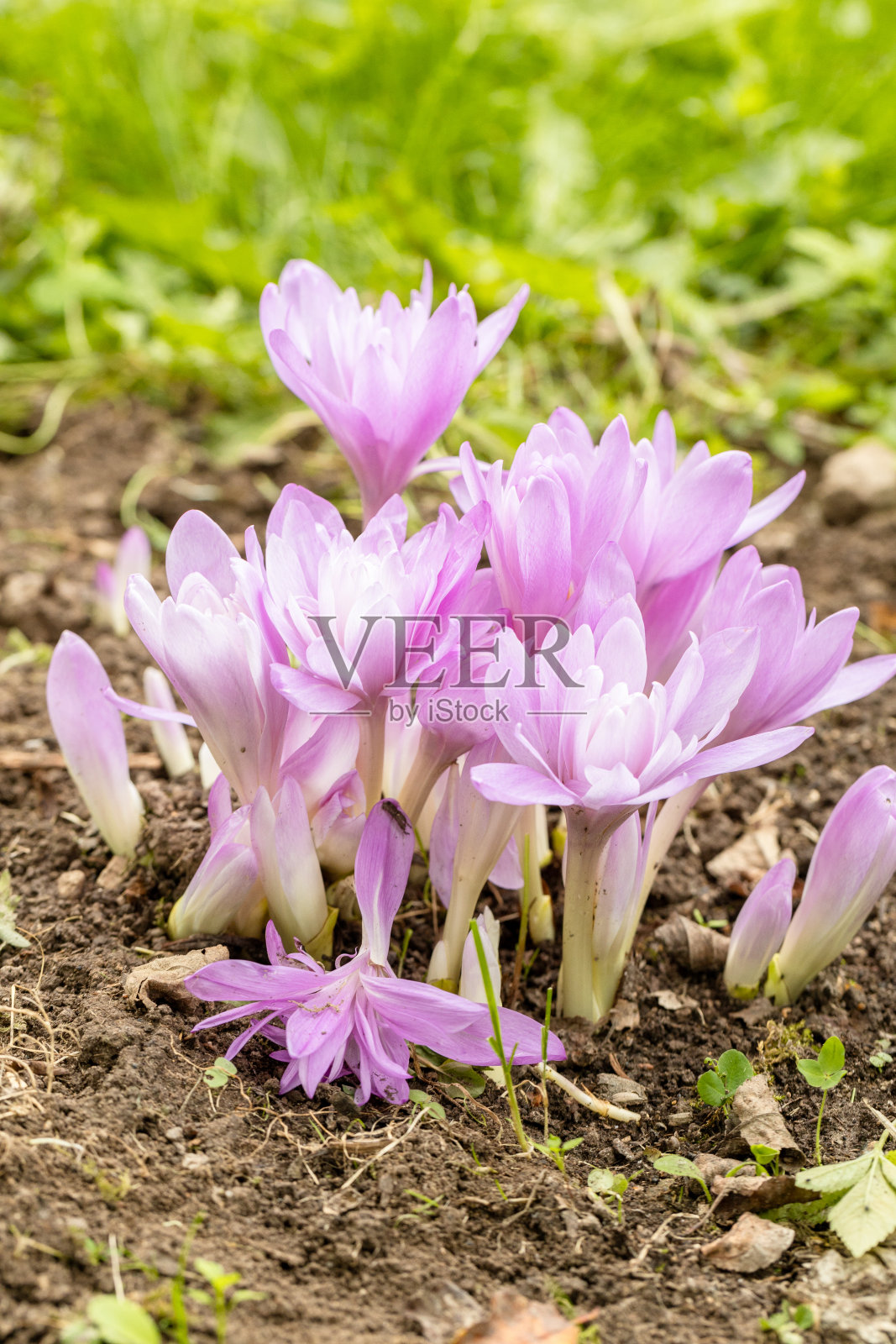 秋水仙，水莲，紫色的花照片摄影图片