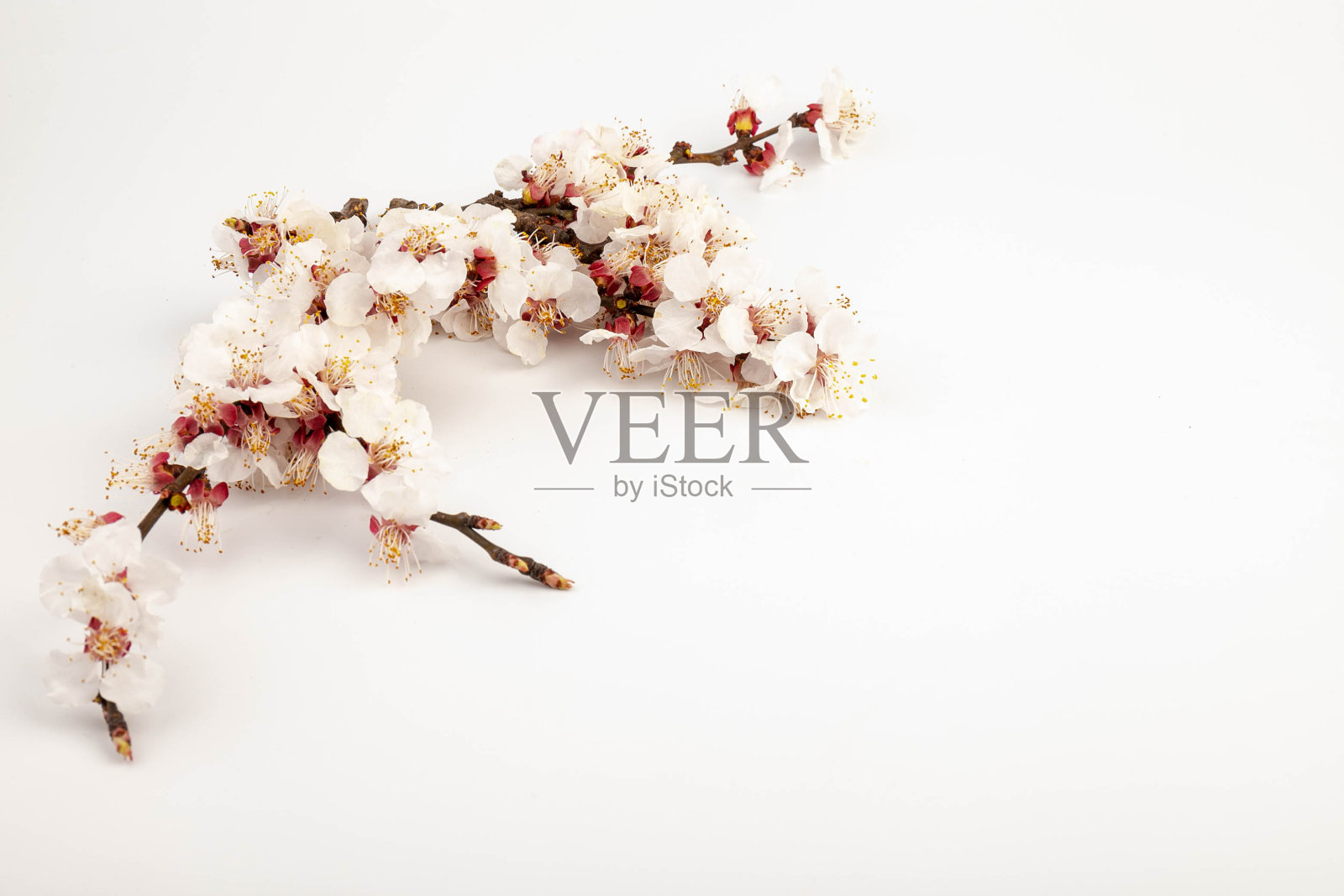 开花果枝。开花的果枝。白色背景上的杏花照片摄影图片