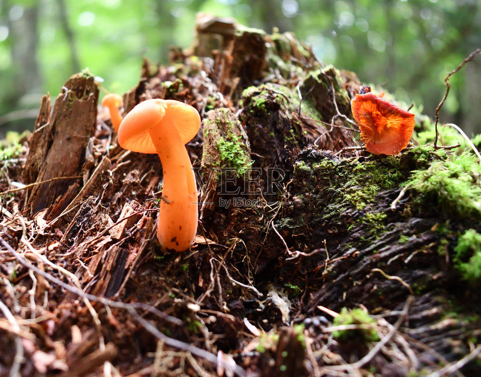 蘑菇照片摄影图片