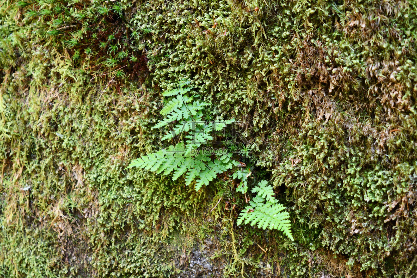 蕨类植物照片摄影图片