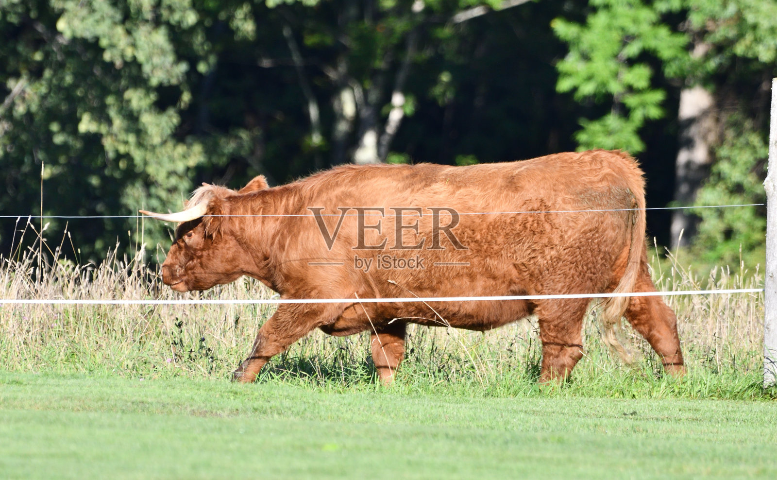 高原牛照片摄影图片