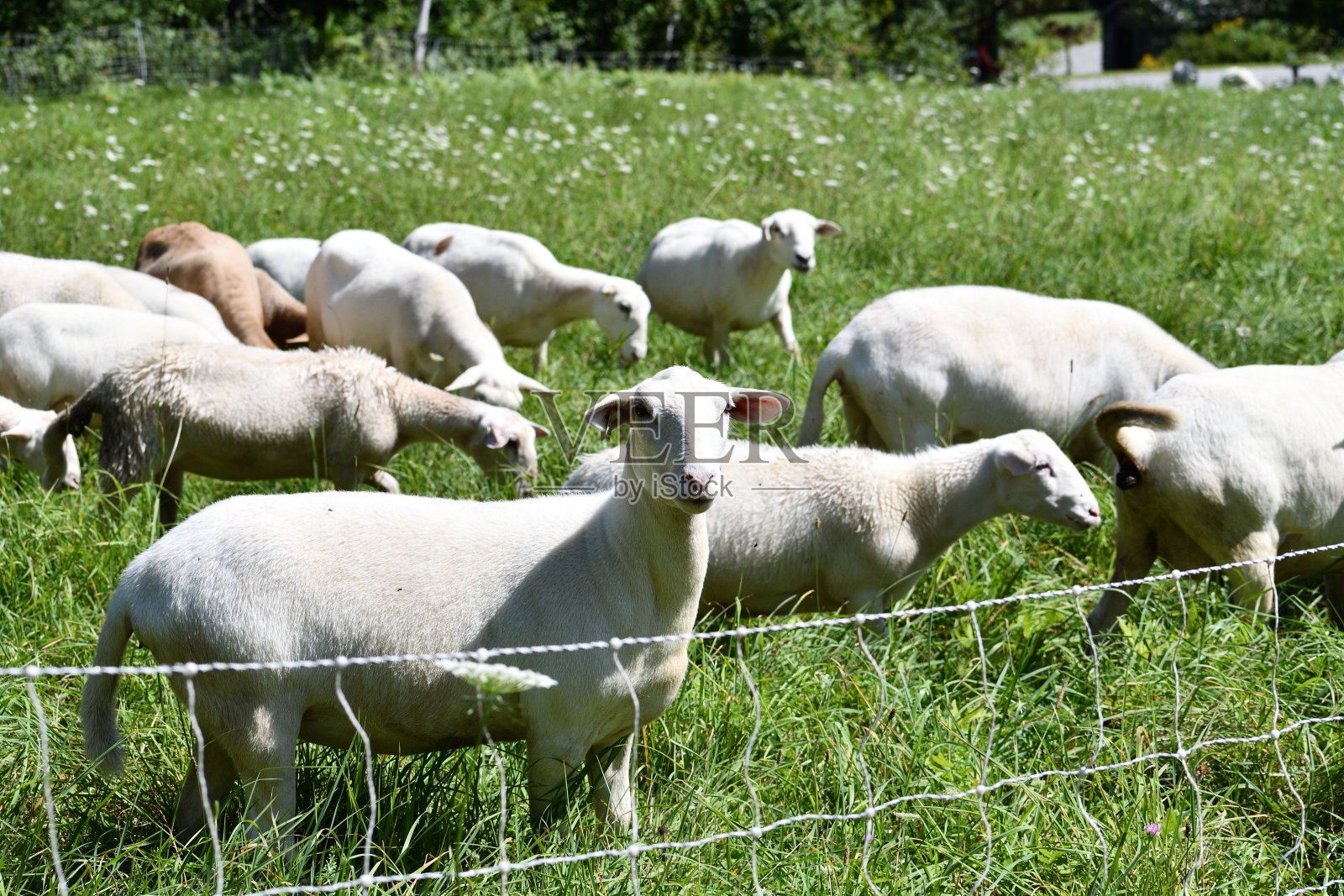 羊照片摄影图片