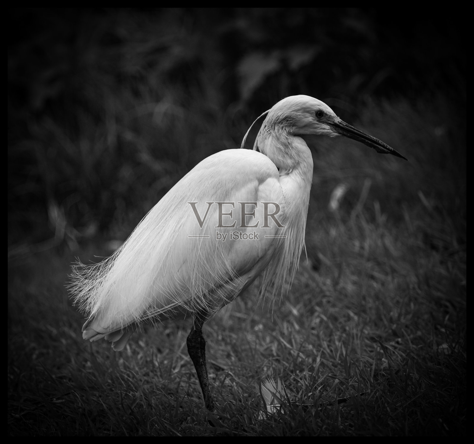 小白鹭照片摄影图片