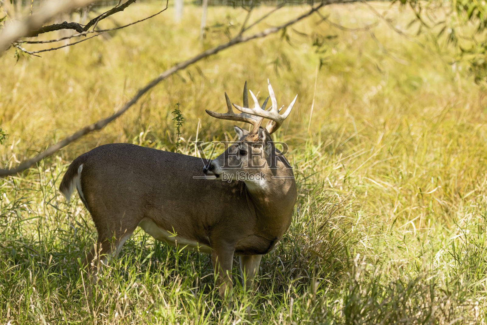 白尾鹿或弗吉尼亚鹿(Odocoileus virginianus)照片摄影图片