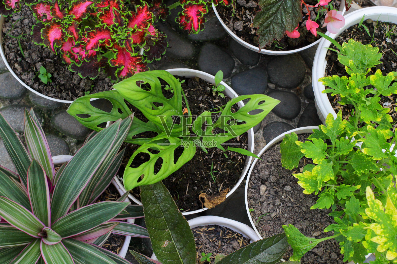 Aglonema植物，Aglonema观赏植物是热带雨林中发现的芋头型观赏植物。这种植物属于具有纤维根的单子叶植物照片摄影图片